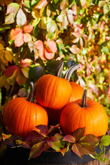 Autumn still life with pumpkins, corncobs and leaves on wooden background