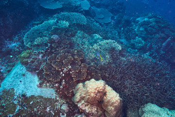 Losin south of Thailand 2018