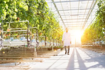 Crop scientist wearing lab coat walking in greenhouse with yellow lens flare in background