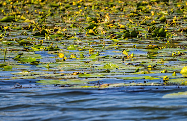 Yellow water flower on the surface of the water	
