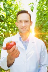 Male crop scientist showing tomato in greenhouse with yellow lens flare © MDBPIXS
