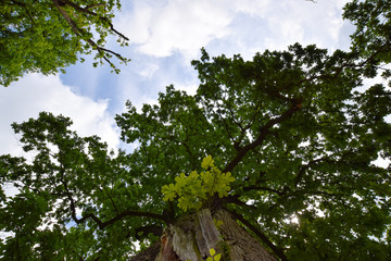 natural scenery in summer 