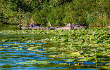 Old rusty sunken boat and picturesque swamps of Louisiana