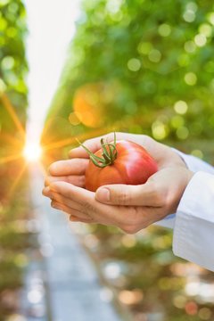 Close up of crop scientist showing tomato in greenhouse with lens flare in background