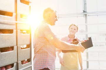 Senior farmer carrying tomatoes in crate at greenhouse