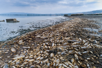 Thousands of dead fish around Lake Koroneia in northern Greece