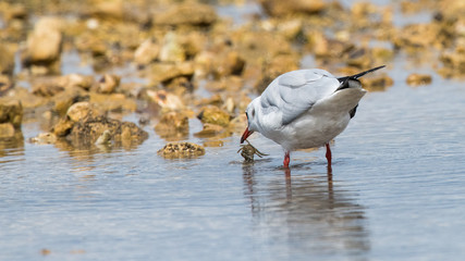 chasse, pêche, cober, crabe, crabe vert, etrille, animal, aniamaux, oiseaux, oiseaux marin, palmipedes, mouette rieuse, chroicocephalus ridibundus, laridés, blanc, gris, rouge, noir, mer, rochers, sab