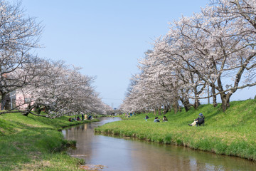 Obraz premium Sakura blooming at Tamayugawa Riverbank, Japan