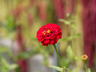 Zinnia elegans ou zinnia violacea - Gros plan sur une fleur de Zinnia élégant ou zinnia commun à...