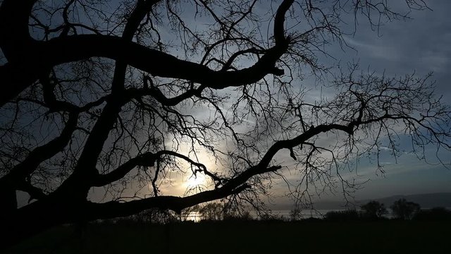 sagoma di albero al tramonto panoramica orizzontale