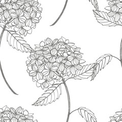 Hydrangea graphic illustration in vintage style. Flowers drawing and sketch with line-art on white backgrounds. Botanical plant illustration. Seamless pattern