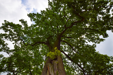 natural scenery in summer 