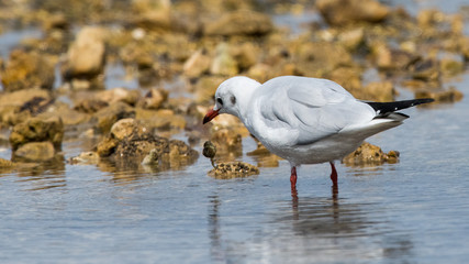 chasse, pêche, cober, crabe, crabe vert, etrille, animal, aniamaux, oiseaux, oiseaux marin, palmipedes, mouette rieuse, chroicocephalus ridibundus, laridés, blanc, gris, rouge, noir, mer, rochers, sab