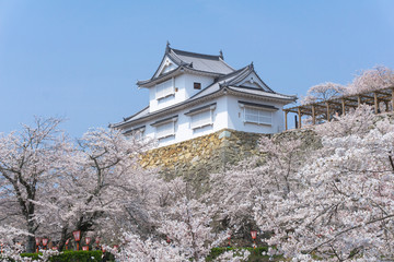 Tsuyama castle with sakura blooming season