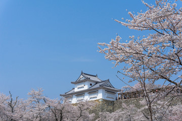 Tsuyama castle with sakura blooming season