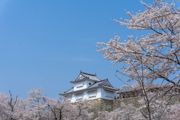 Obraz premium Tsuyama castle with sakura blooming season