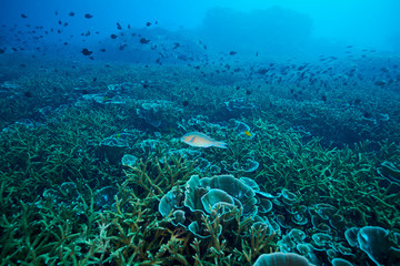 Losin south of Thailand 2018