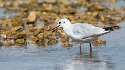chasse, pêche, cober, crabe, crabe vert, etrille, animal, aniamaux, oiseaux, oiseaux marin, palmipedes, mouette rieuse, chroicocephalus ridibundus, laridés, blanc, gris, rouge, noir, mer, rochers, sab