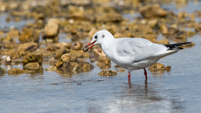 chasse, p&ecirc;che, cober, crabe, crabe vert, etrille, animal, aniamaux, oiseaux, oiseaux marin, palmipedes, mouette rieuse, chroicocephalus ridibundus, larid&eacute;s, blanc, gris, rouge, noir, mer, rochers, sab