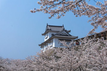 Tsuyama castle with sakura blooming season