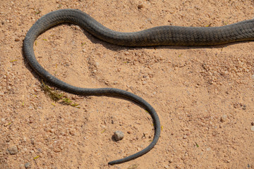 Dendroaspis polylepis, black mamba skin tail on the ground