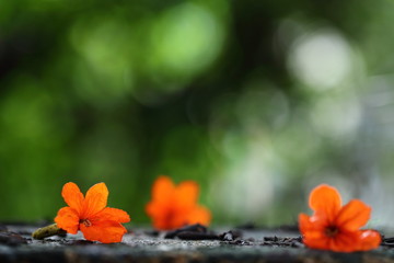 Cordia sebestena orange flower closeup.