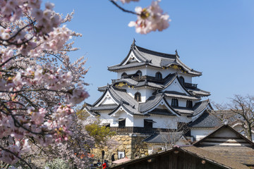 Hikone castle with sakura blooming season