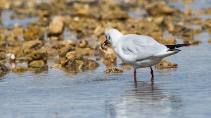 mouette rieuse "chroicocephalus ridibundus"