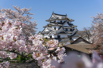 Hikone castle with sakura blooming season