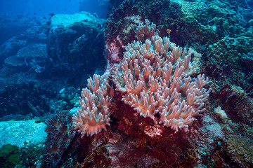 Losin south of Thailand 2018