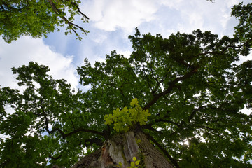 natural scenery in summer 