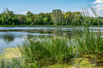 summer, warm, clear, serene, day, trip, journey, walk, rest, nature, flora, river, water, reflections, forest, trees, greenery, grass, thickets, flowers, grasses, glare, observation, beauty, water, la