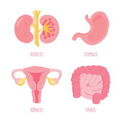 Set of human internal organs including stomach, intestine, uterus and kidneys