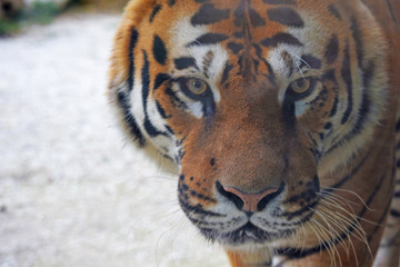 Tigre