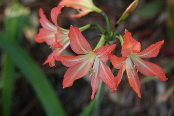 Amaryllis