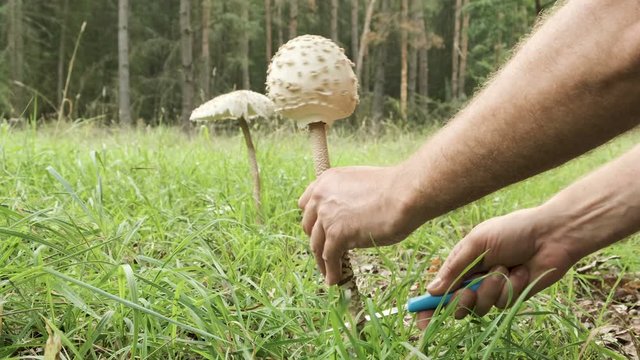 Parasol mushroom or Macrolepiota procera at harvesting in forest