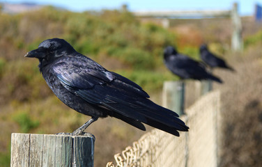 Three Crows Standing Side By Side on Three Fence Posts 1