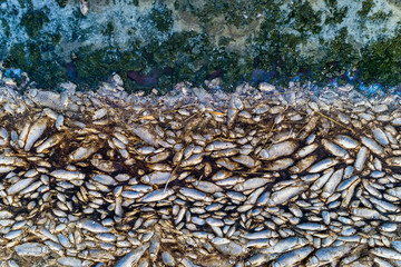 Thousands of dead fish around Lake Koroneia in northern Greece