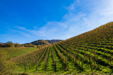 Fototapeta na wymiar Vineyards in Valdobbiadene