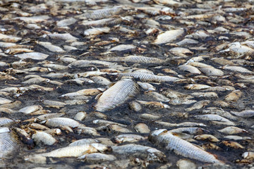 Thousands of dead fish around Lake Koroneia in northern Greece