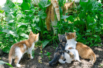 Cats looking at their outgoing mother