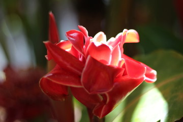 Ginger Flower