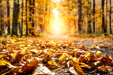 Autumn leaves background in forest and free space for your decoration. 