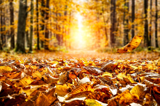 Autumn leaves background in forest and free space for your decoration. 