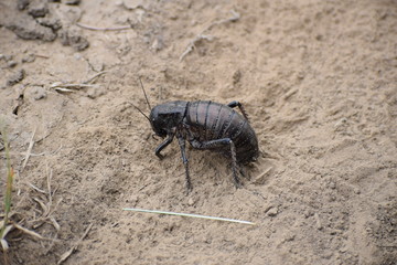 Bradyporus dasypus - female laying eggs