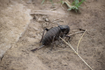 Bradyporus dasypus - female