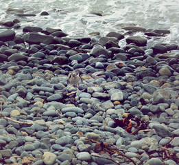 Gelbaugenpinguin Pinguin in Neuseeland