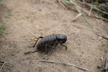 Bradyporus dasypus - female