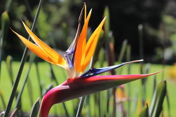 bird of paradise