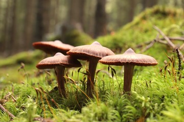 Fototapeta premium Family of mushrooms on a green moss